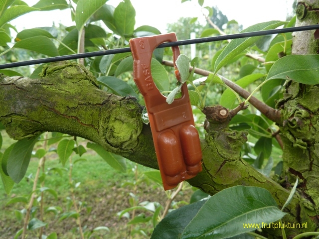 Fruitworm bestrijding met feromoonverwarring